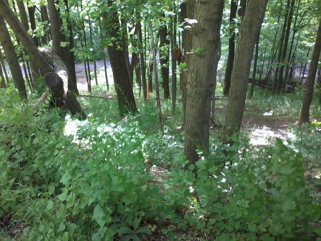 Seibert Path 1