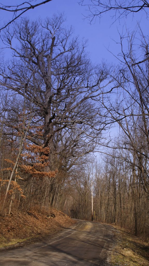 old growth trees on walker rd