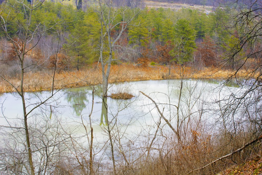 pond