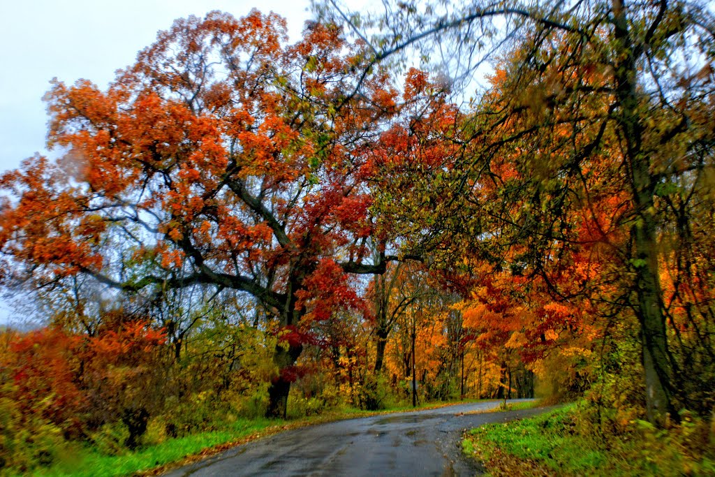 fall colors