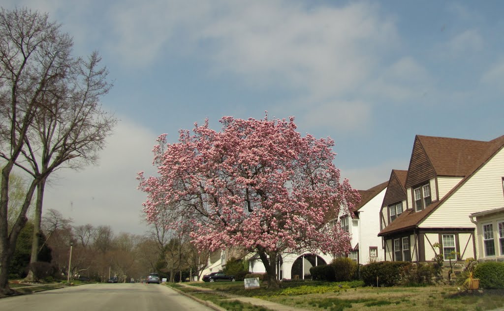 Drexel Hill Tulip Tree
