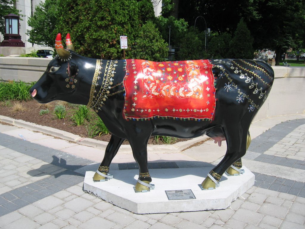 Kaamdhenu - Indian Holy Cow (1)