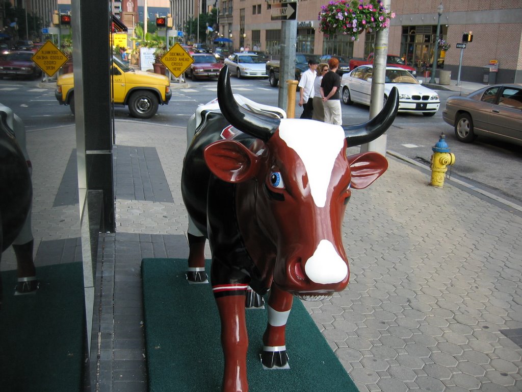 Senator Cow (2)