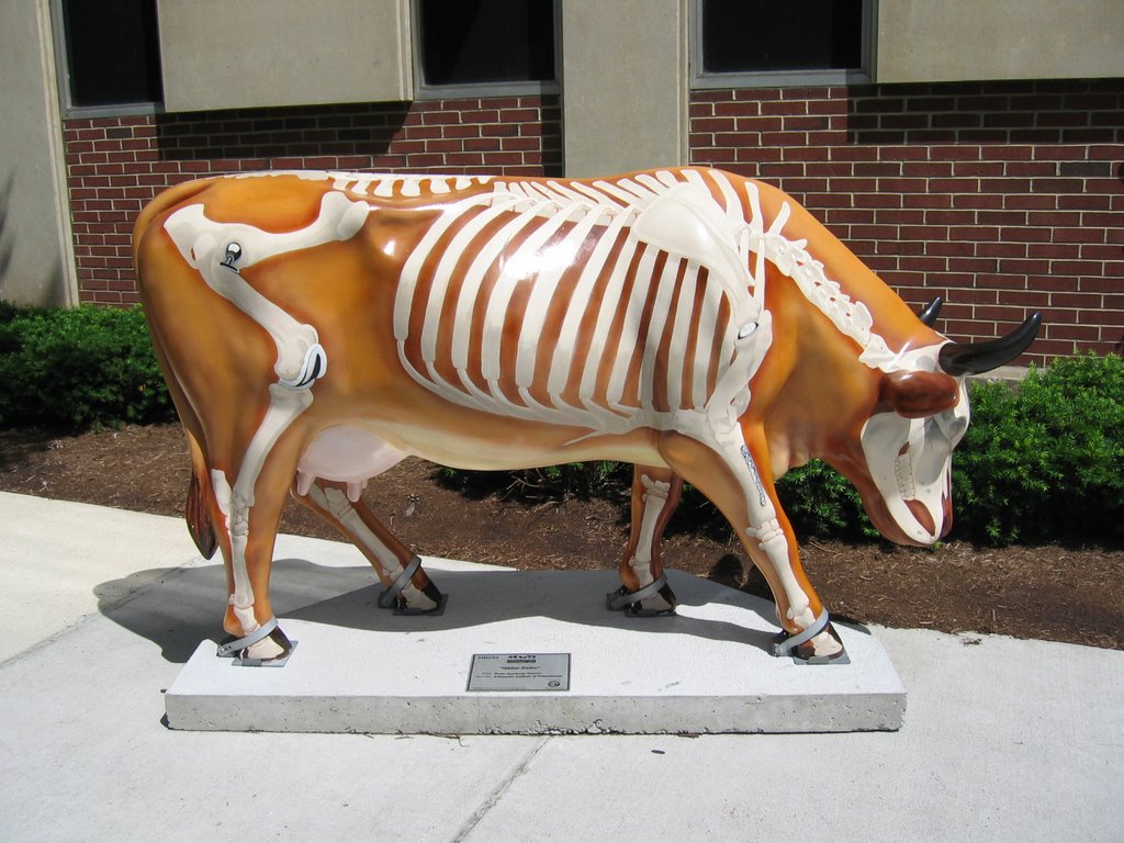 Udder-pedic (1)