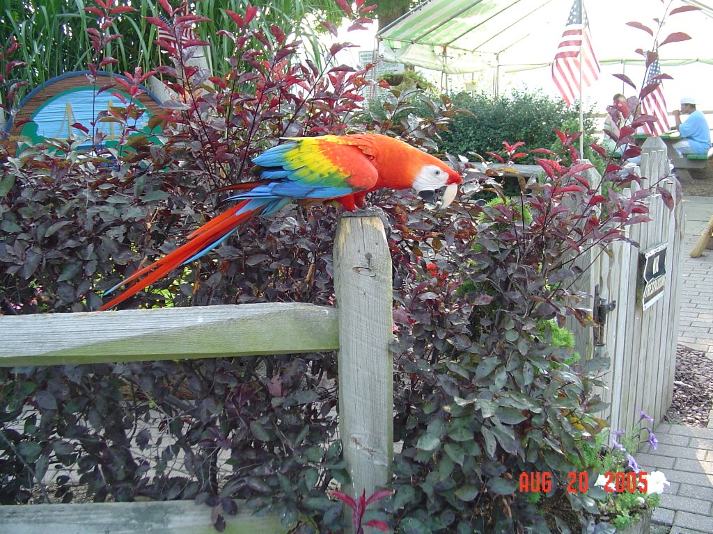 City Island Parrot
