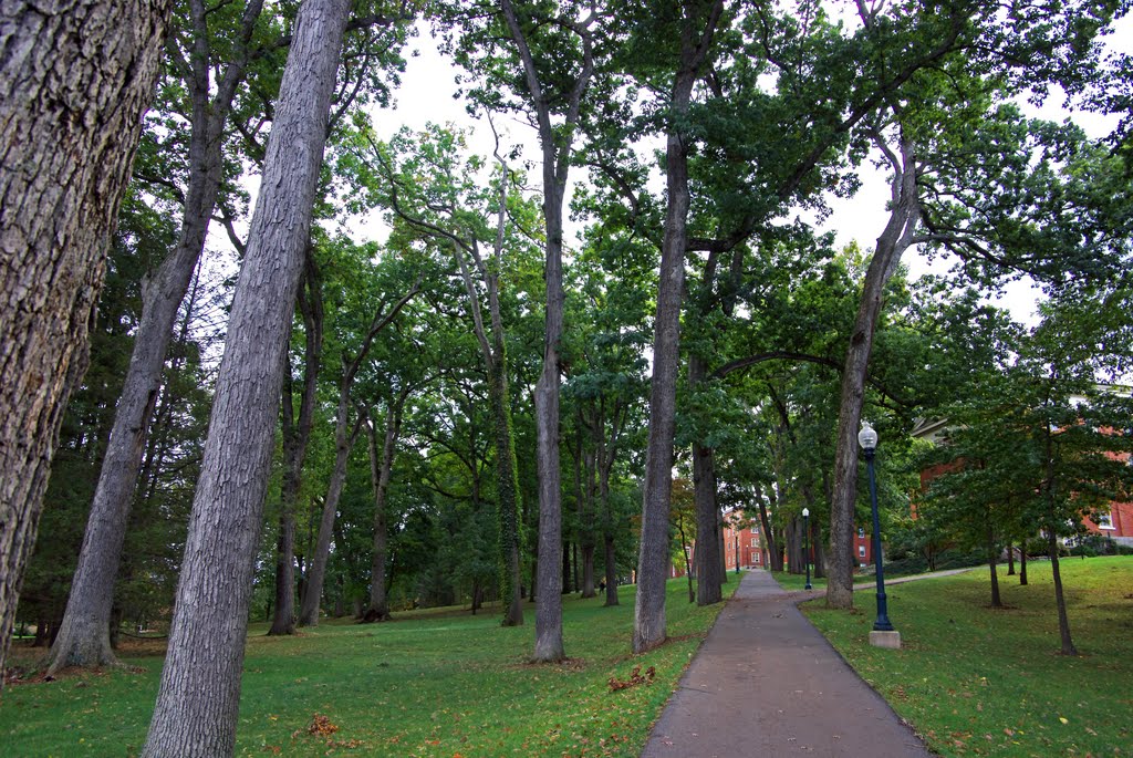 Bucknell forest