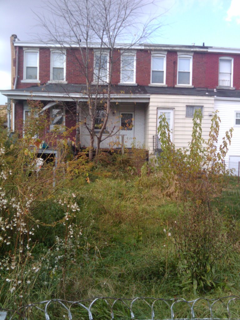 Trashed backyard