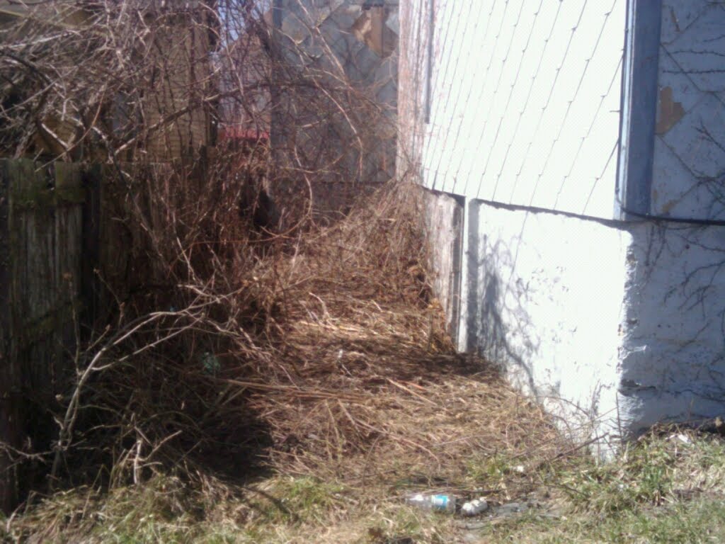 Weeds