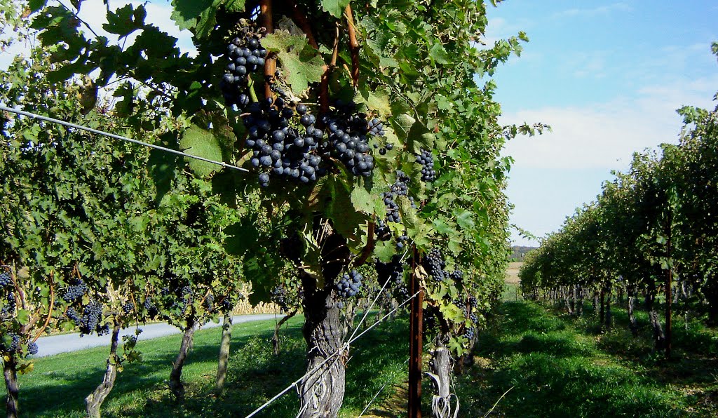 Waltz Vineyard - Merlot Vines