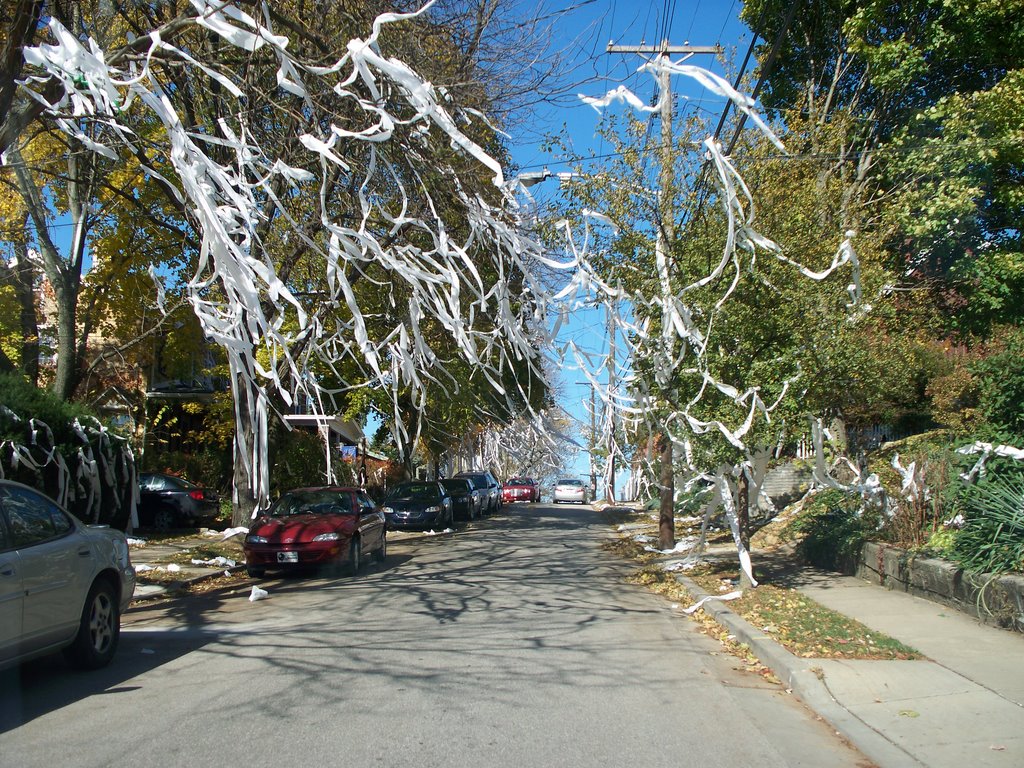 Toilet Papers All over street