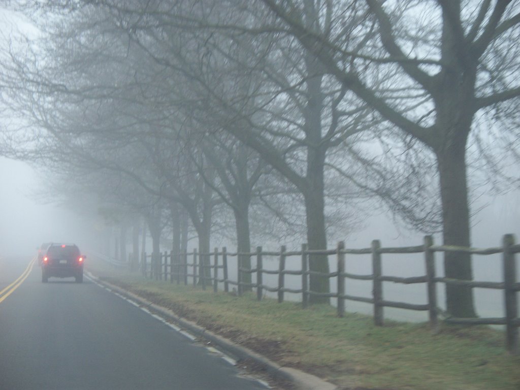Fog Morning