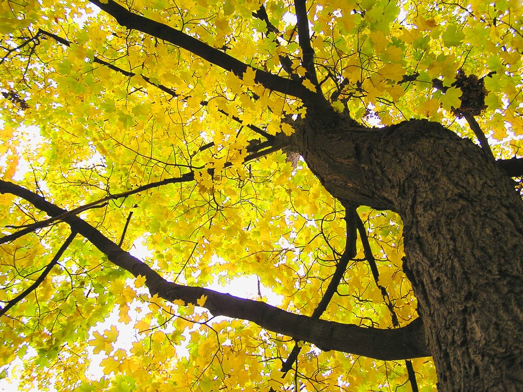 Maple in fall on Lemoyne Ave.