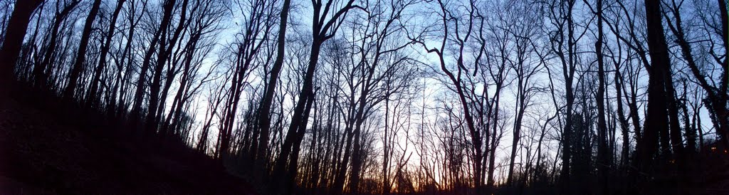Bird Park at Dusk
