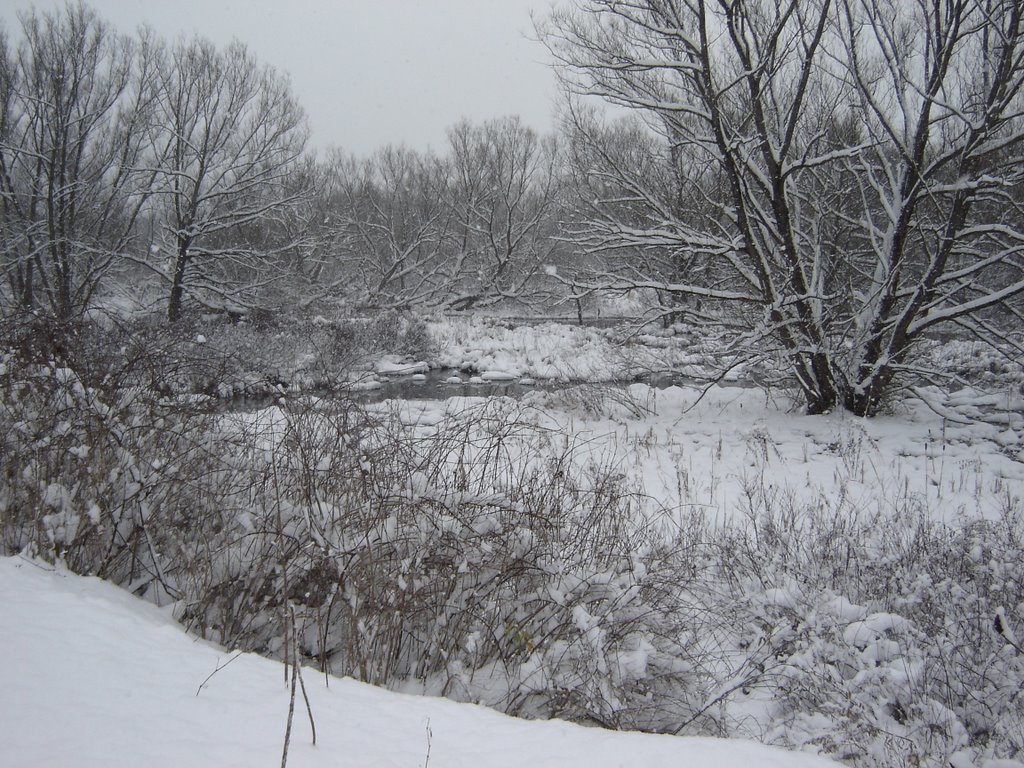 a bog along Bagdad road, 1 mile west of Waterford PA
