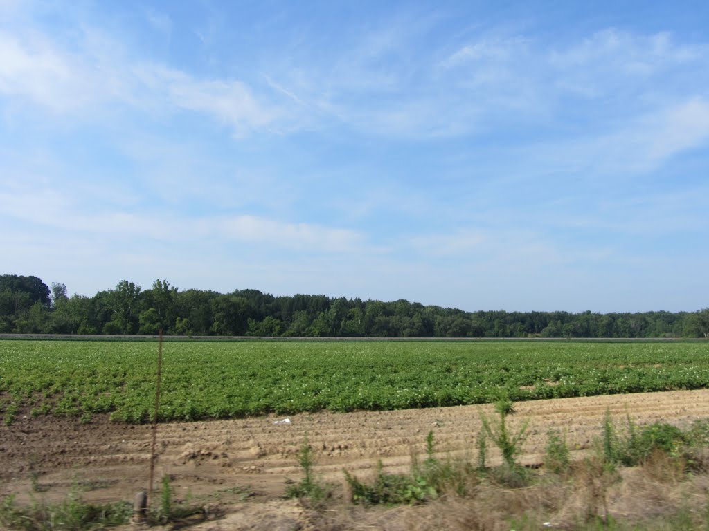Fields