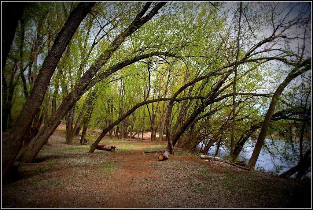 Inside the forest of Milton State Park
