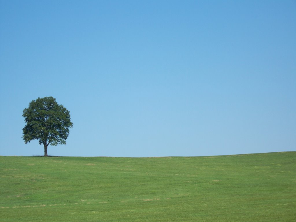 The Tree