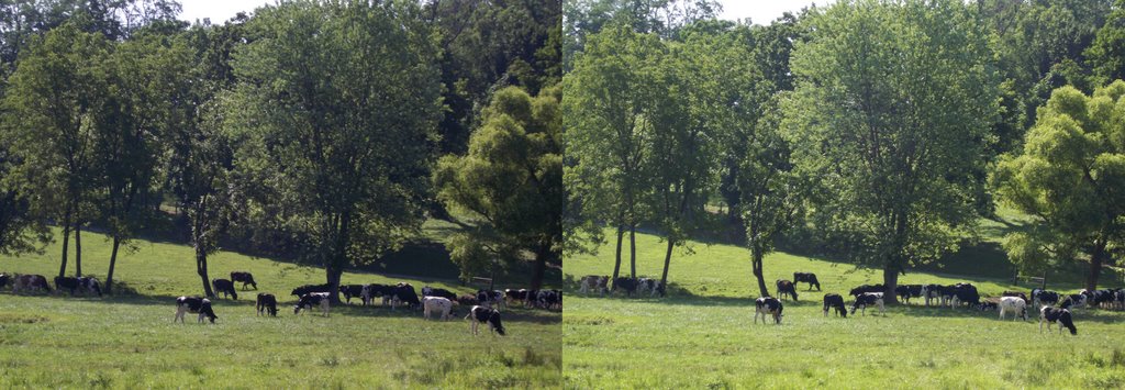 3D Heard of Grazing Cattle X3D