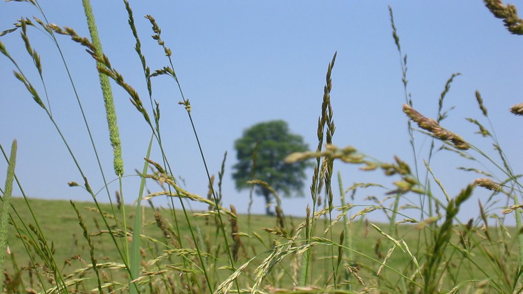 The Tree Through the Grass