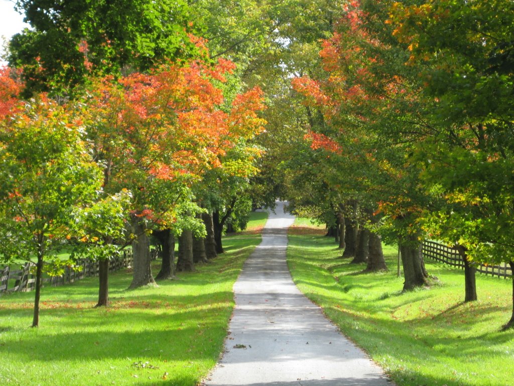 country lane