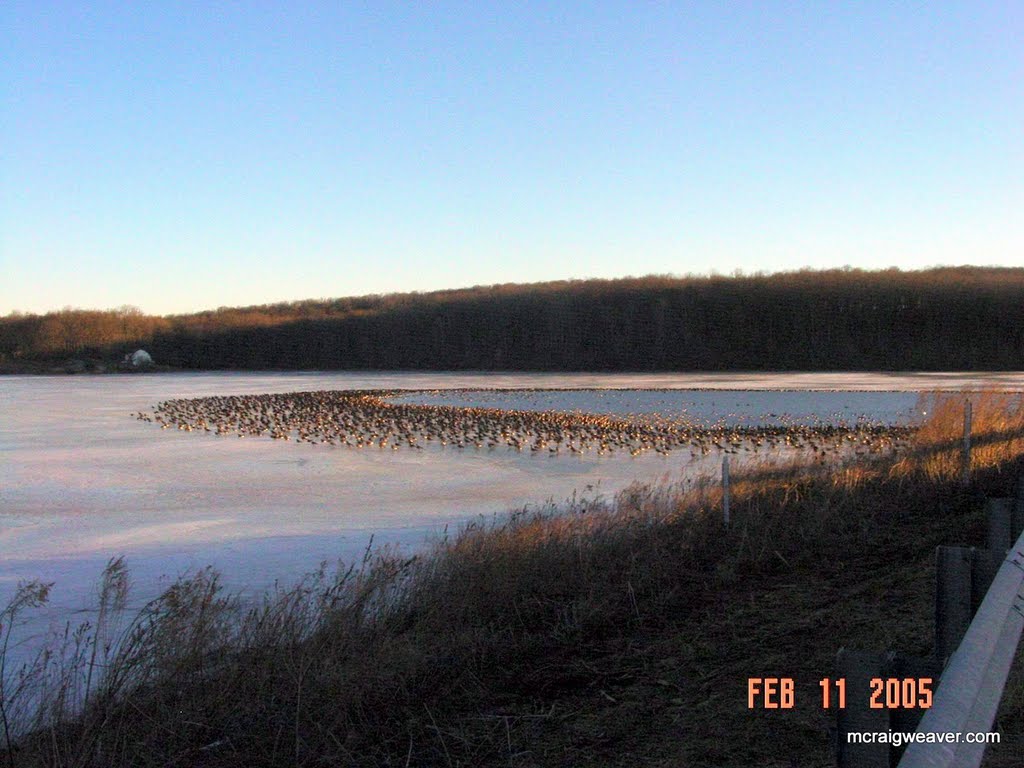A few geese at Chambers Lake