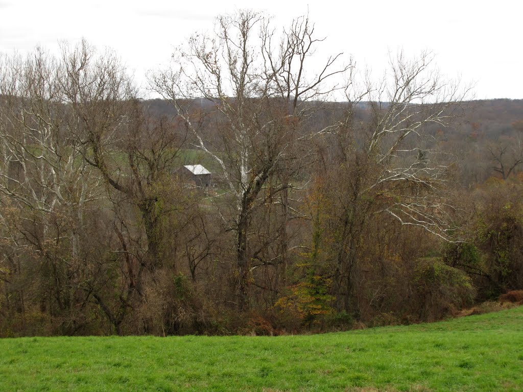 Laurels Preserve Sycamores