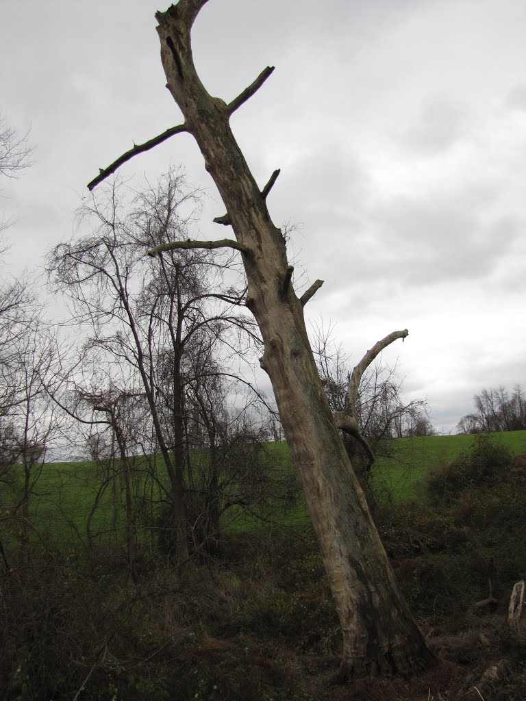 Laurels Preserve Dead Tree