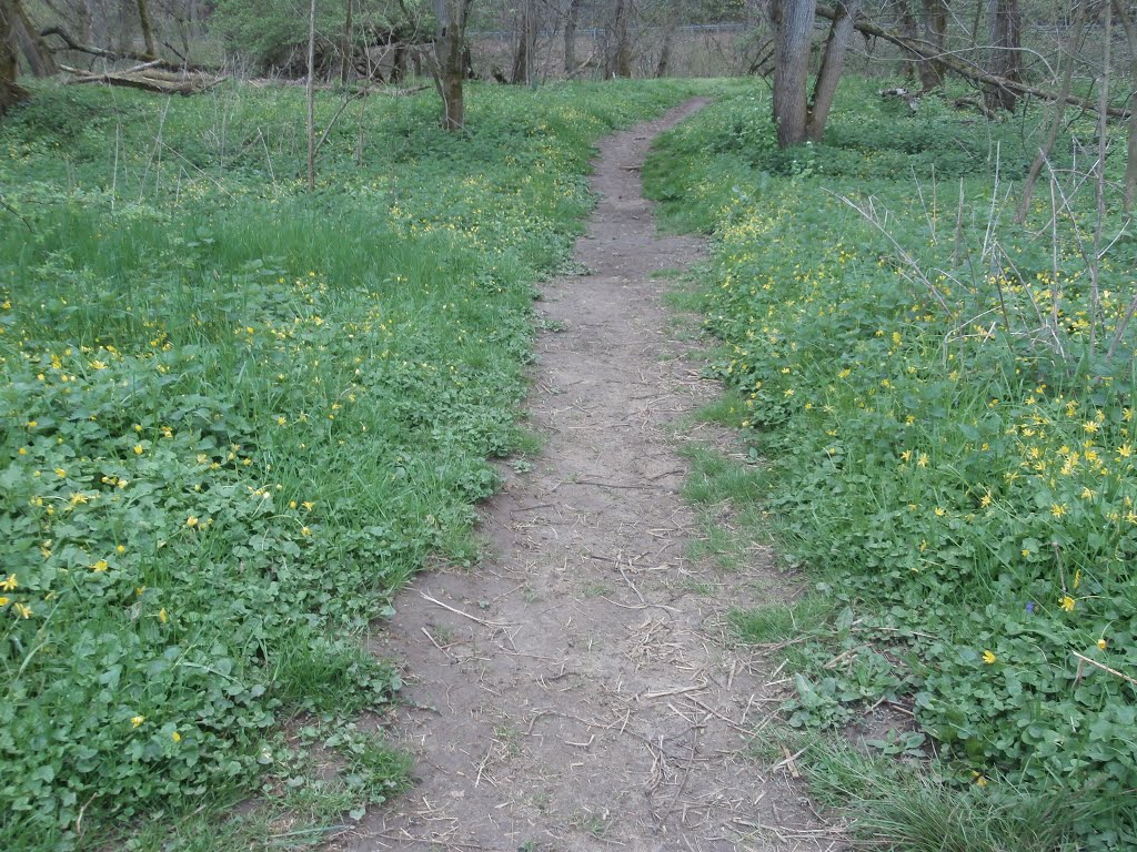 Path to the Brandywine Creek lined with wildflowers