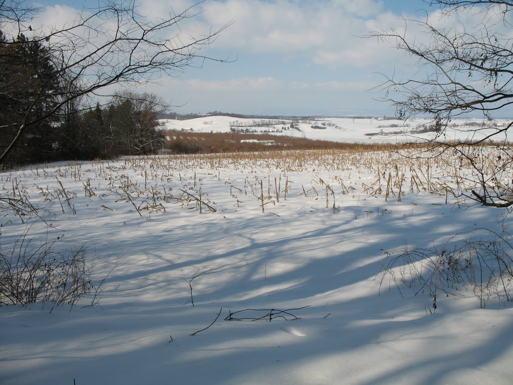 Old orchard off of Bricker clearing trail