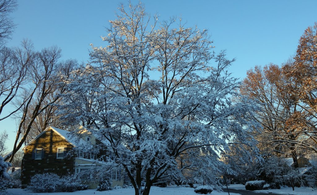 Early morning sun on snow covered trees