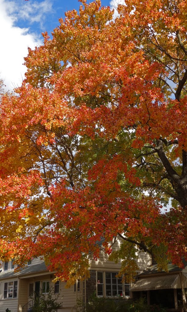 Fall colors - maple tree