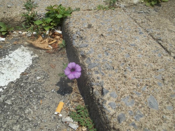 flower in a crack