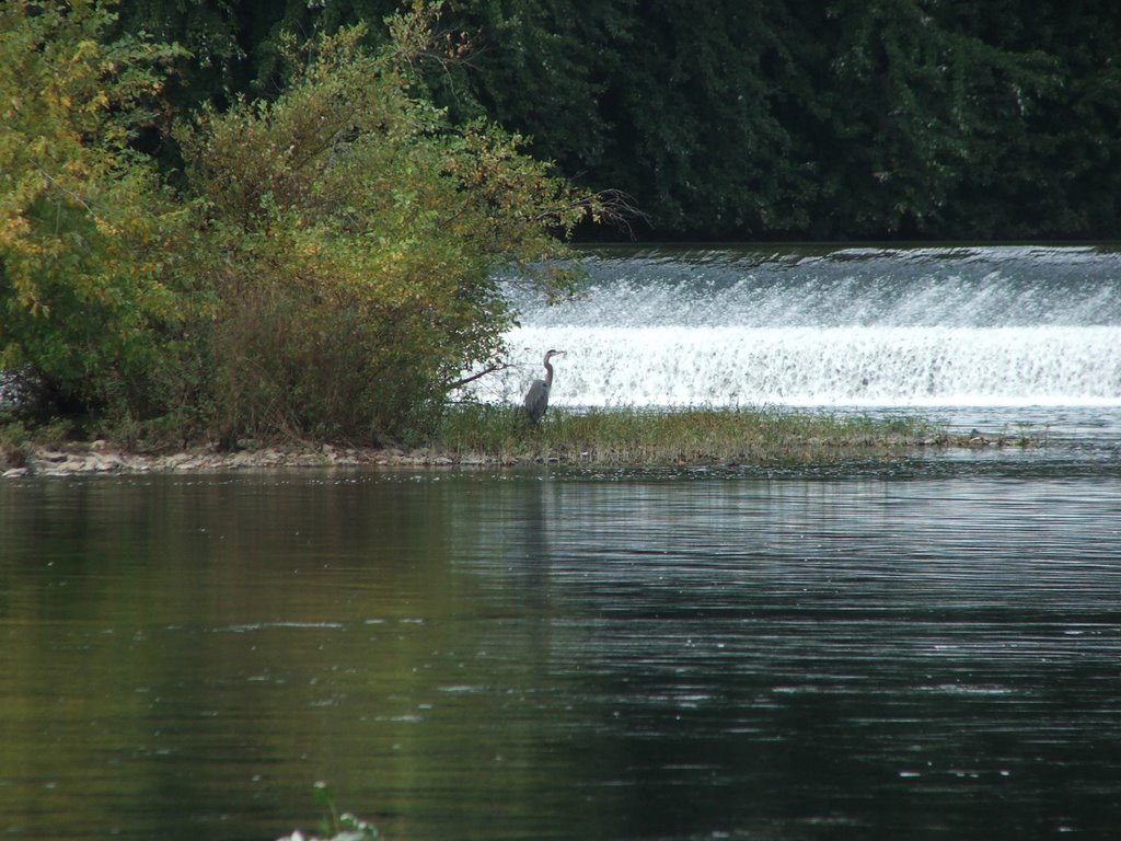 Blue Heron by Falls
