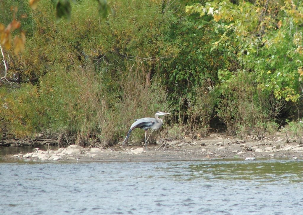 Blue Heron Close-Up