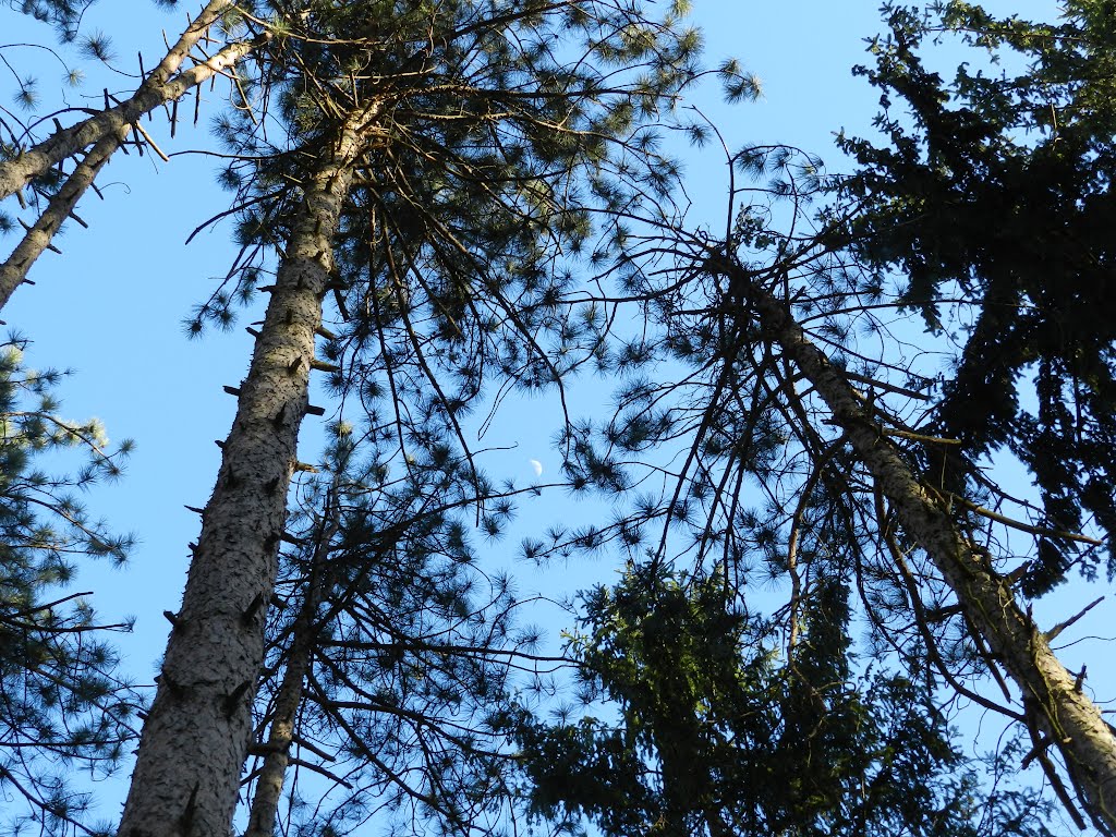 Looking up through some pine trees at the moon.