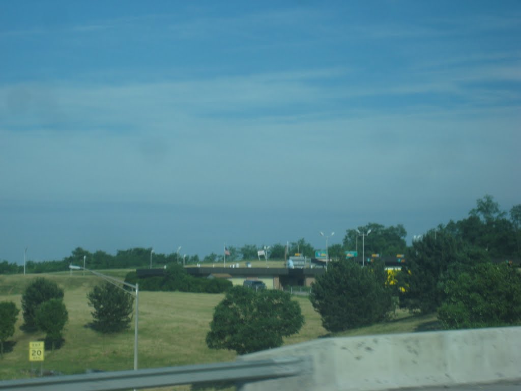 Trees along highway