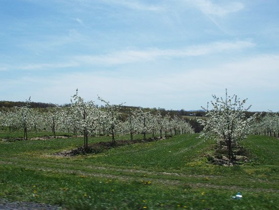orchard in full bloom