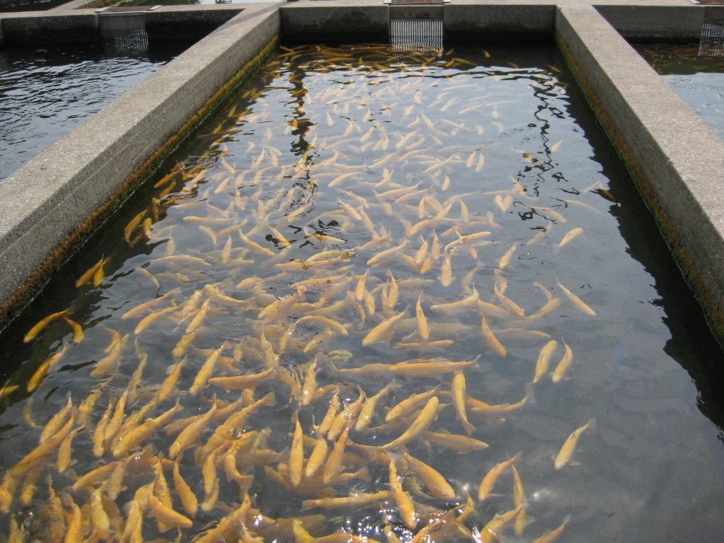 Feeding time at the Fish Hatchery