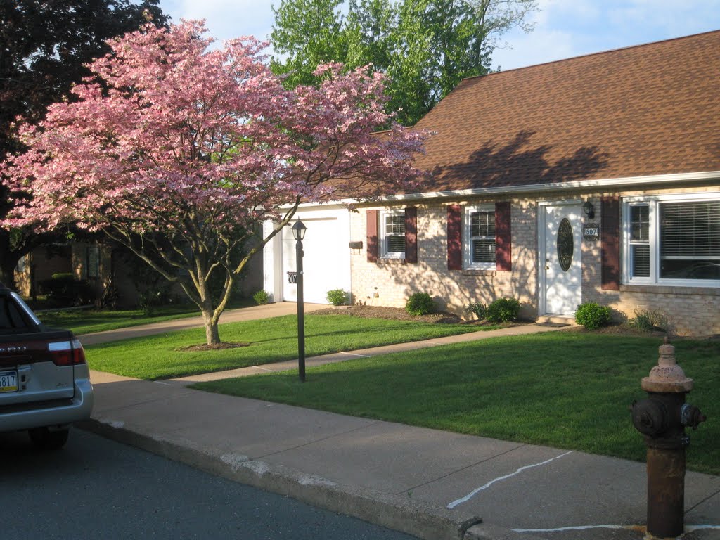Lisas House