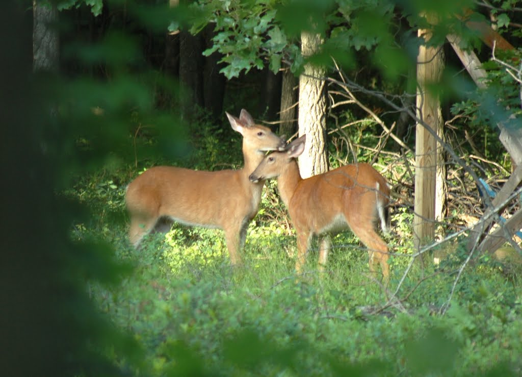 Youre my deer!