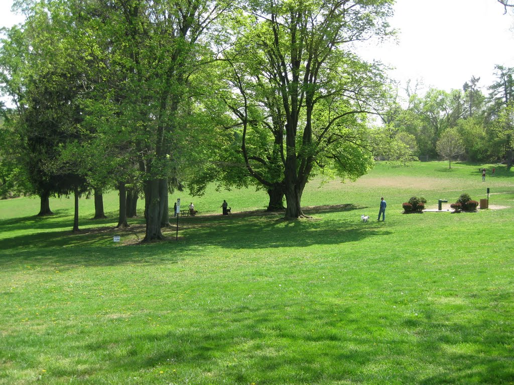 Doggy Day in the Park