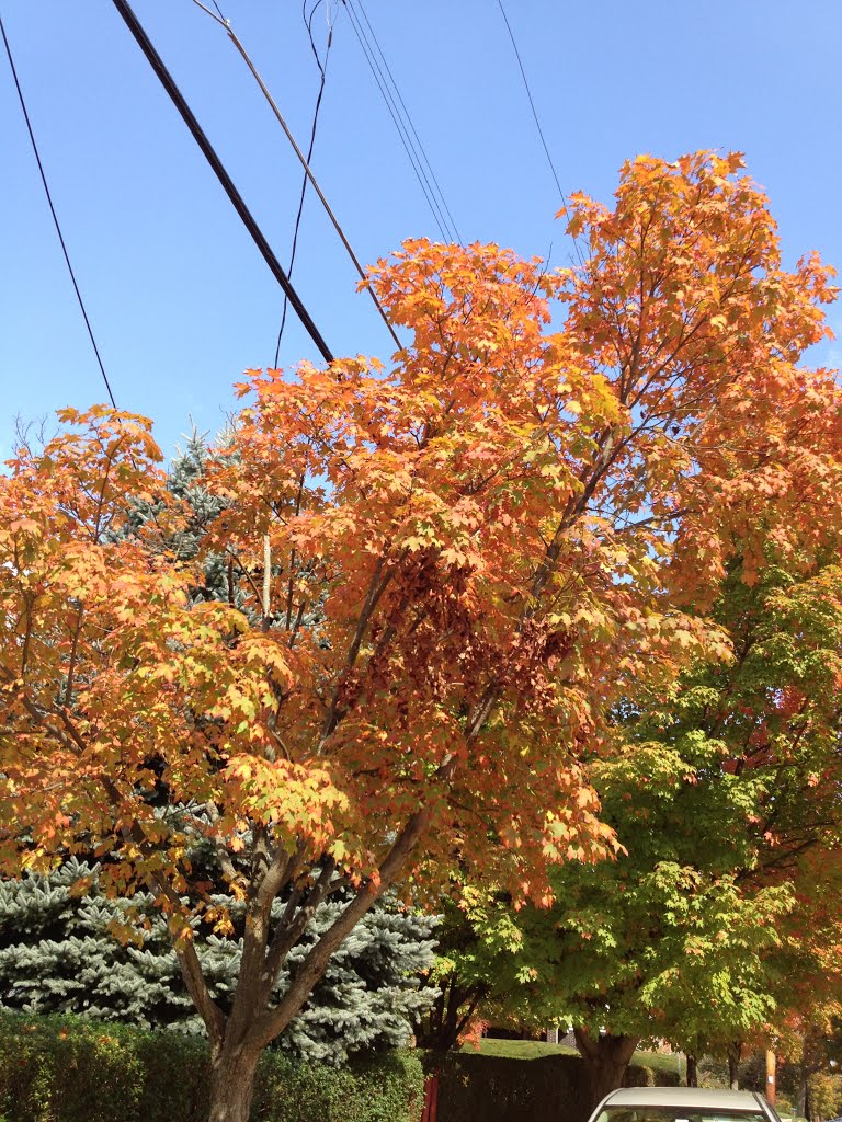 fall8