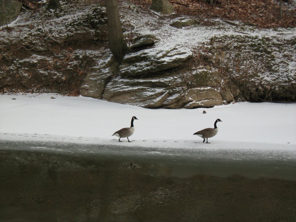 Geese on Pennypack Creek