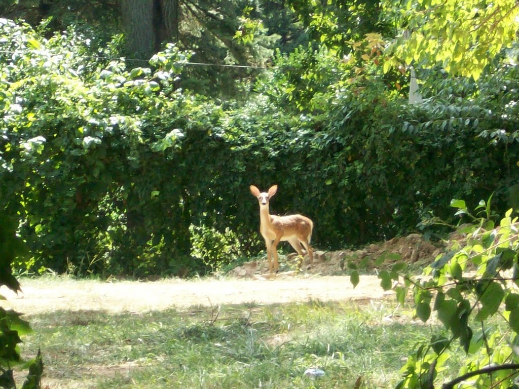 Bambi