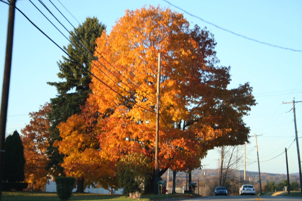 Tree of beauty
