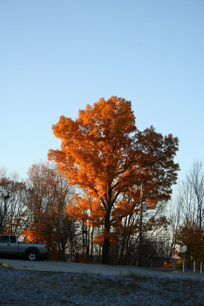 tree