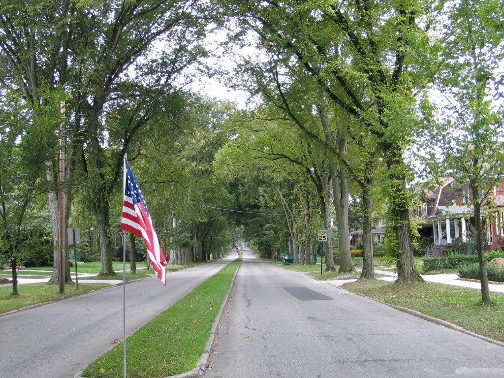 Luzzern street oldest stand of American Elms.