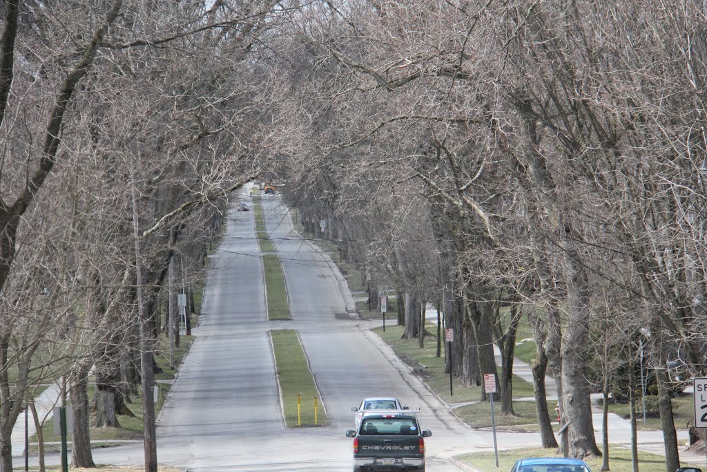 elm trees