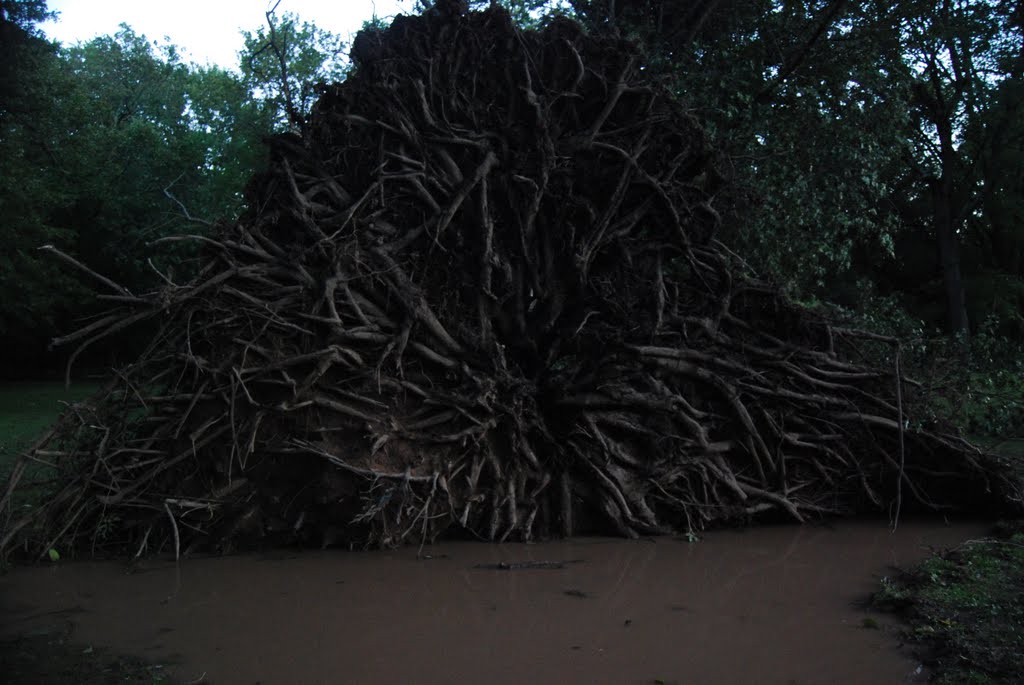 Fallen tree
