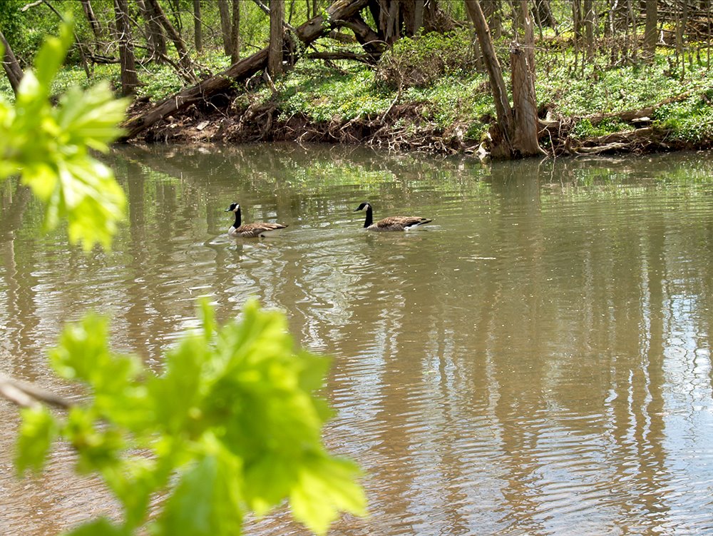 Canada Geese Pair in Spring, Lenape Park, Perkasie, Pennsylvania - USA